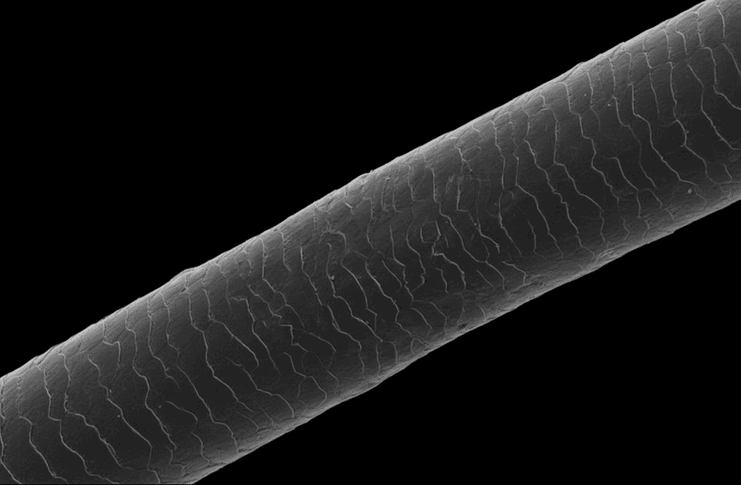 Magnified full-cuticle Remy hair texture